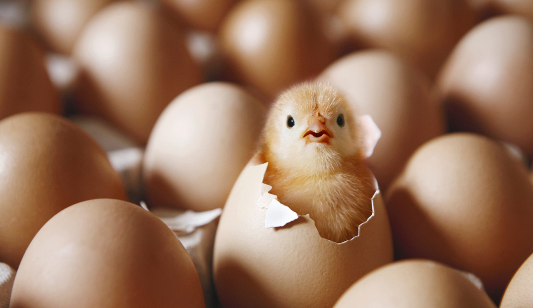 四喜：干嘛要聚焦束縛自己手腳？多業(yè)經(jīng)營(yíng)豈不是成功率更高？(圖2)